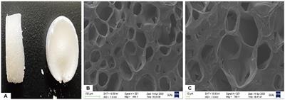 Evaluation of safety and efficacy of the bone marrow mesenchymal stem cell and gelatin-nano-hydroxyapatite combination in canine femoral defect repair